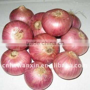 October Fresh onion market