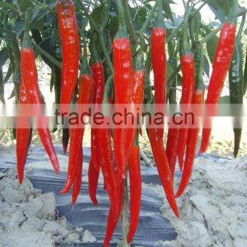 Hot sale hybrid high yield chili pepper seeds-Xian Yan No.9