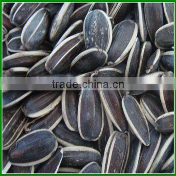 Sale High Quality and Cheap Roasted Sunflower Seeds for Human Eating photo-2