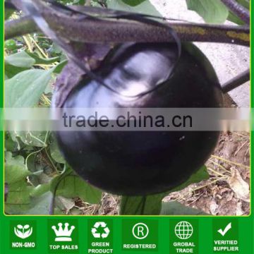 JE07 highest-ranking black round eggplant seeds, hybrid eggplant seeds