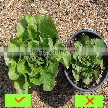 Magnesium Sulfate Heptahydrate Fertilizer Used in Agriculture photo-6