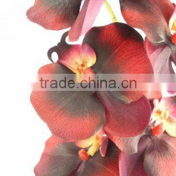 phalaenopsis orchid butterfly flower 27539