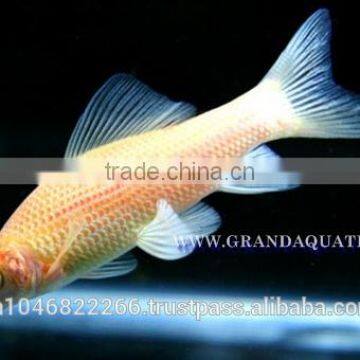 Black Shark Albino Fish Farm For Sale / Aquarium Fish Thailand photo-4