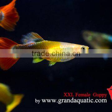 Guppy Fish XXL Size for Aquarium Fish Export photo-3