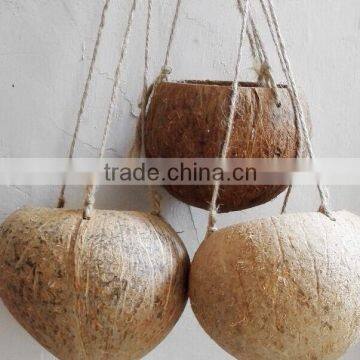 Ex-fty Most Affordable Coconut Box/storage Container for Green Plant photo-5