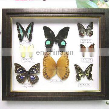 Butterfly Collection Frame for Home Decoration Use photo-3