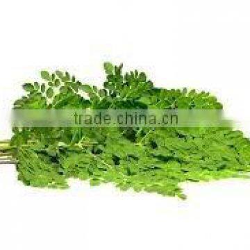 Organic Moringa Dried leaves for sale