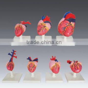 Models of the hearts of vertebrates