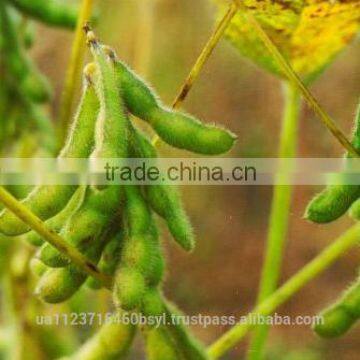 SOYA BEANS photo-2