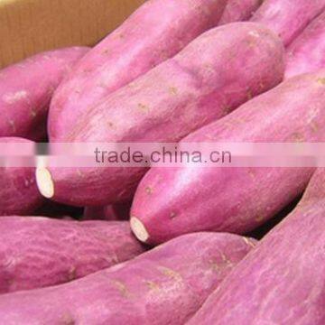 FRESH JAPANESE SWEET YELLOW POTATO FROM VIETNAM