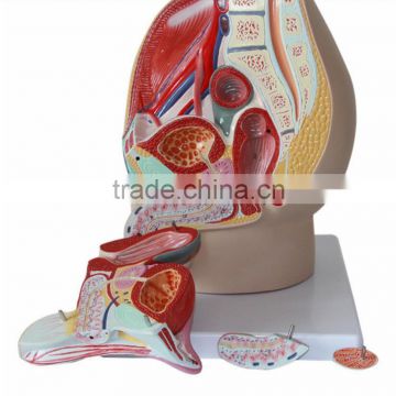 Male pelvic sagittal plane model of male internal and external use of urinary system model