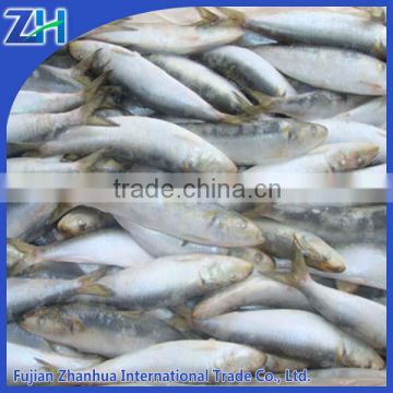 On sale Frozen sardine for tuna mahi bait