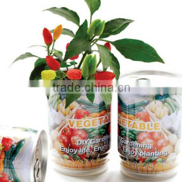 Pepper in cans,Decorative plants