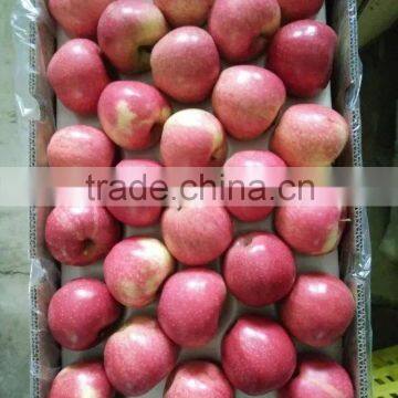 fresh qinguan apple for sale and export