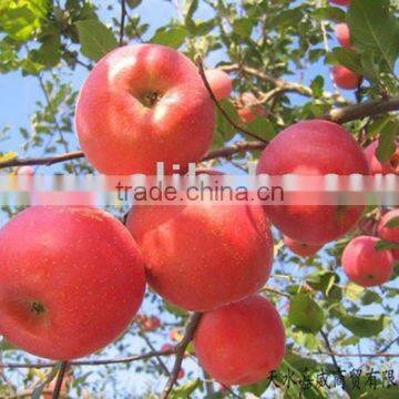 Red Color and Fuji Variety Apple Fresh FUJI Apple