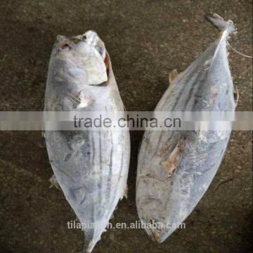 Cheap new season Skipjack tuna fish for sale