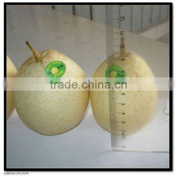 New Crop Ya Pear 2011