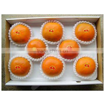 Chinese Navel Orange For Germany/UK Market