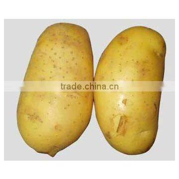 China fresh organic Holland potato