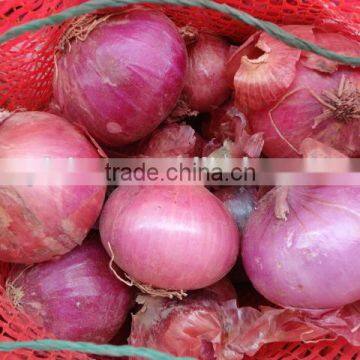 New crops fresh Onion