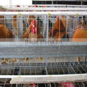 H type broiler house