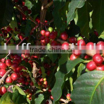 Green Coffee