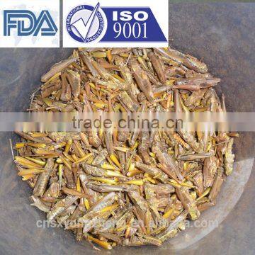 Freeze Dried Grasshoppers Decorative Bird Food