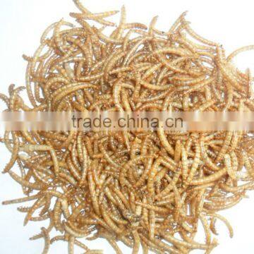 Fish Food Mealworms Golden Yellow(2.8cm), animal feed mealworm