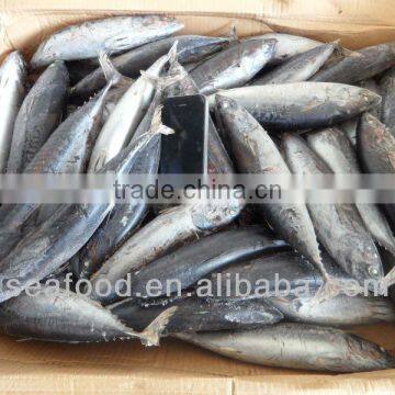 frozen whole round bonito