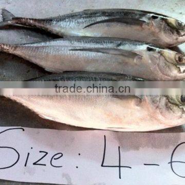 Fresh Frozen Horse Mackerel Fish From Alo Seafood Co., photo-2