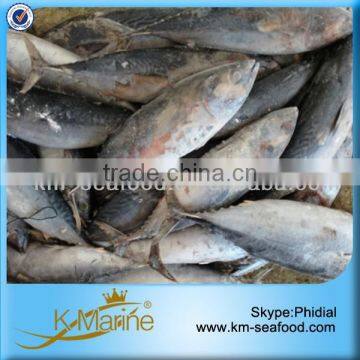 Frozen Whole Round Fish Bonito In Sale