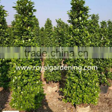 Ficus Panda Christmas Tree ( Cone Shape) photo-2