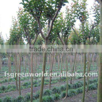 lagerstroemia indica height trunk 2-2.5m