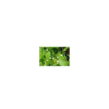 Alisma Extract