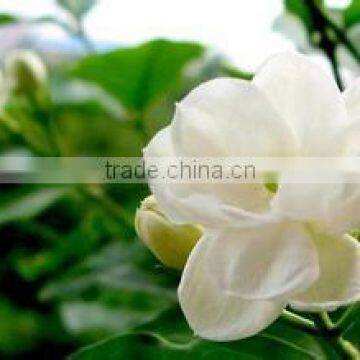 Chinese traditional Jasmine Tea Nutral Jasmine Tea