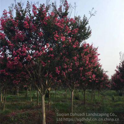 Price of 3-cm Lagerstroemia Indica, Cheap and High Survival Rate photo-2