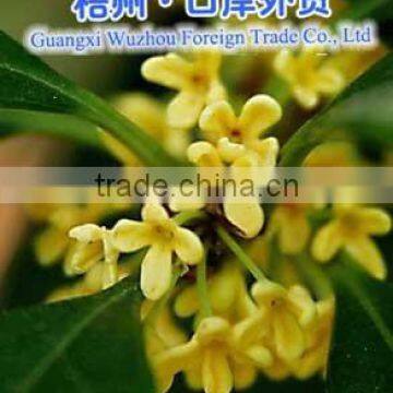 nature dry osmanthus fragrance lour