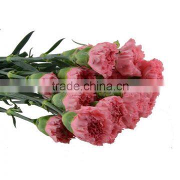 Low price Big Muma cutting cut flower carnation