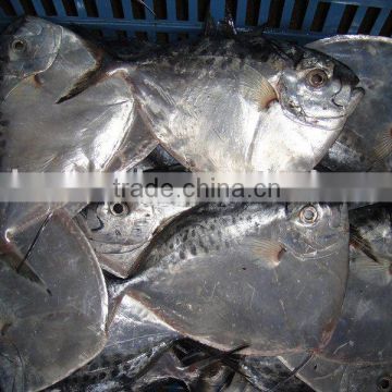 Fujian Frozen moonfish