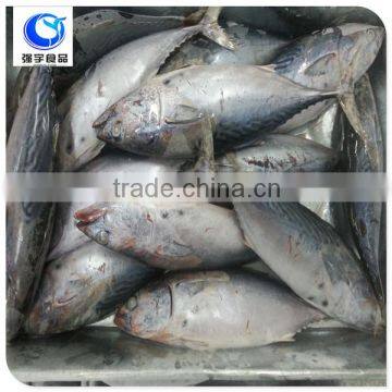 Frozen Fish Skipjack Tuna Price photo-3