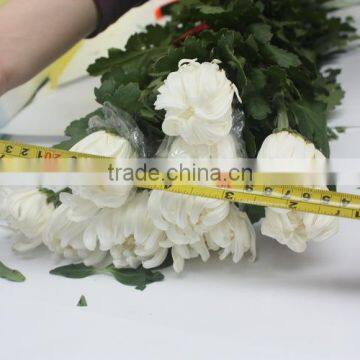 Fresh cut white chrysanthemum flower