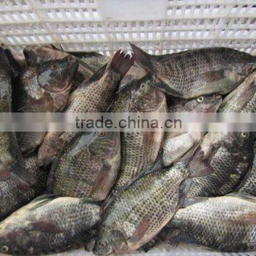 Frozen Tilapia Fish