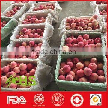 Cheap New Honey Fuji Apples With Rich Vitamin photo-4
