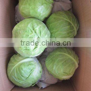 new fresh cabbage 2012