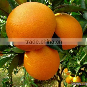 2015 cheap price naval orange exporter in Jiangxi