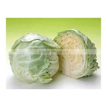 2015 new crop of china fresh cabbage for exporting