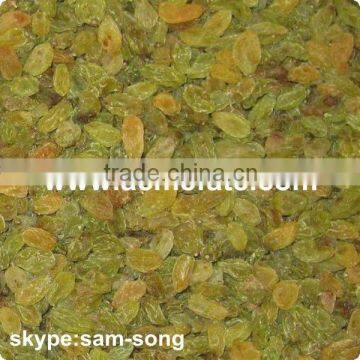 Big Size Sweet Green Raisin Hot Sale photo-5