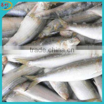 IQF or BQF Frozen Sardine For Bait (Sardinella Aurita)