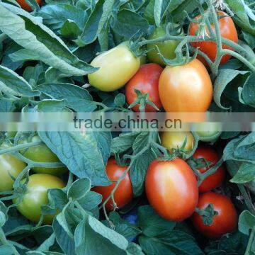 Marina F1 (Pelleted) Hybrid Tomato Seeds