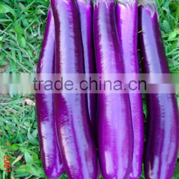 ME17 Shanzi high yield purple-red hybrid eggplant seeds, hybrid vegetable seeds